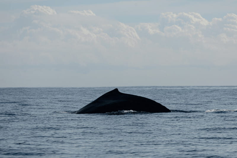 Whale Watching in San Jose del Cabo - Why This Tour Works