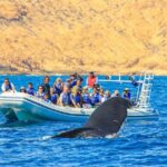 Whale Watching, The Famous Arch and Fast Boat Tour in Los Cabos - Practical Details and Considerations