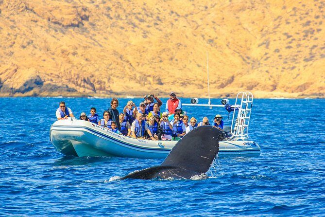 Whale Watching, The Famous Arch and Fast Boat Tour in Los Cabos - Practical Details and Considerations
