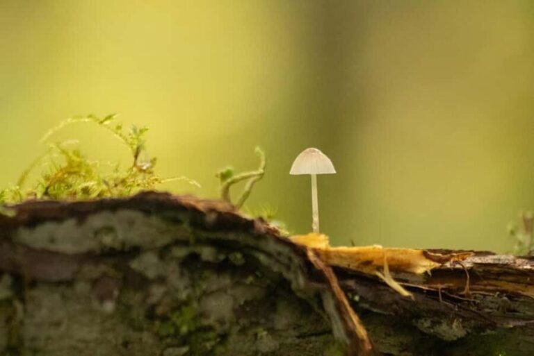 Whistler: Tour, Sensory Nature Experience for Families - A Closer Look at the Sensory Forest Tour