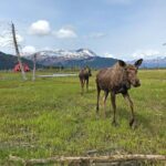 Whittier to Anchorage Wildlife Extravaganza - Transportation and Group Size
