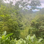 Wild Immersion : Hiking in the Heart of the Tropical Forest - What to Expect and Practical Tips