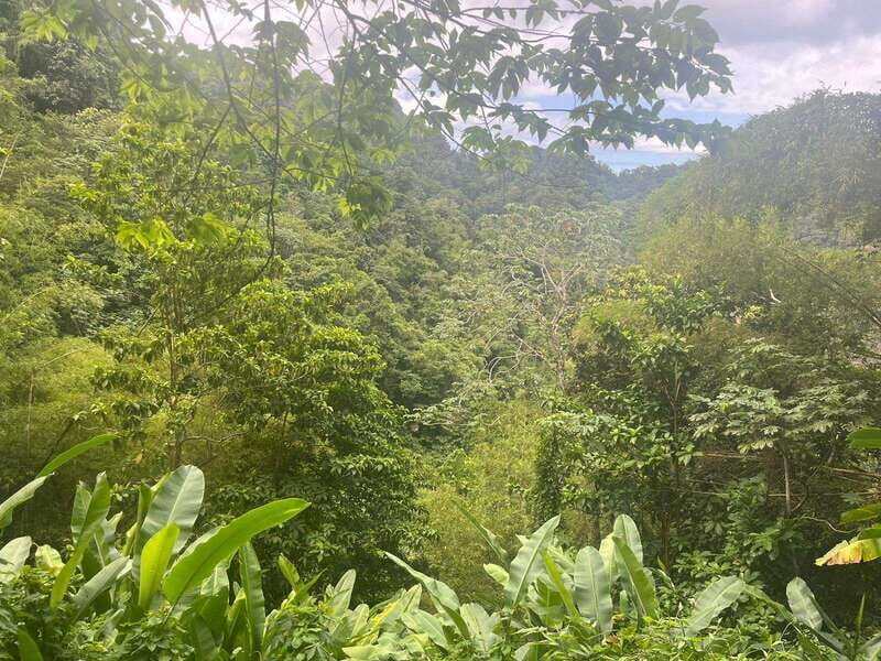 Wild Immersion : Hiking in the Heart of the Tropical Forest - What to Expect and Practical Tips
