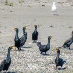 Wildlife Kayak Tour at Fort Flagler State Park - The Experience from a Traveler’s Perspective
