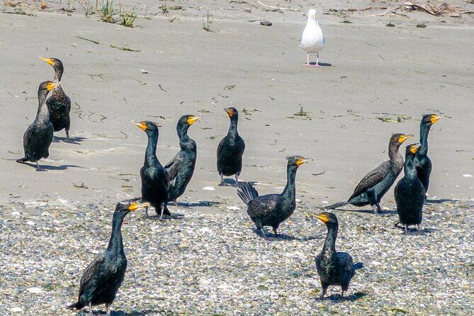 Wildlife Kayak Tour at Fort Flagler State Park - The Experience from a Traveler’s Perspective