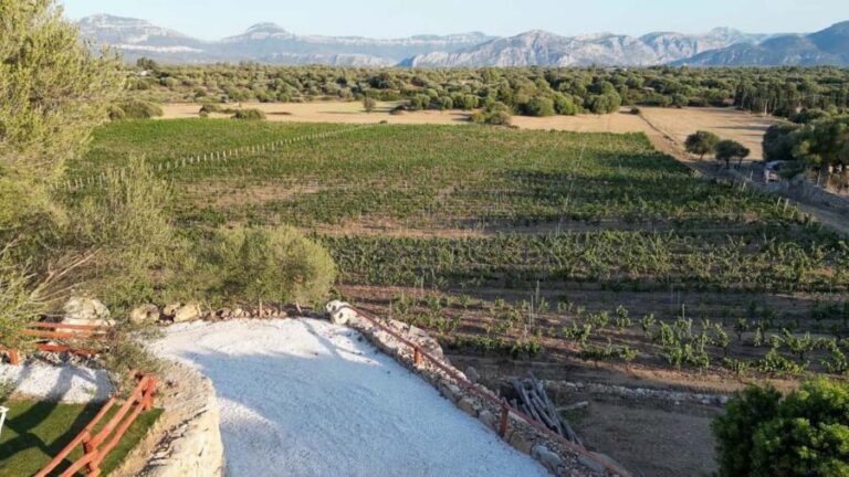 Wine experience in Dorgali in the heart of the Cannonau Classic Zone - Who Should Consider This Tour?