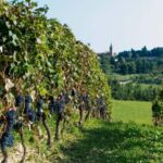 Wine Tasting in the Heart of Monferrato - Premium - Practical Details and What It Means for You