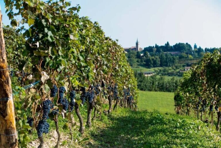 Wine Tasting in the Heart of Monferrato - Premium - Practical Details and What It Means for You