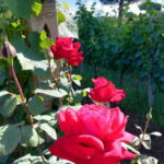 Wine Tasting & Medieval Town Visit at Castelli Romani - Who Would Love This Tour?