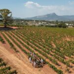 Wine tasting tour - Le Pradet - A Closer Look at the Experience
