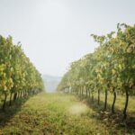 Wine tasting tour with olive oil and salami - The Itinerary: What You Can Expect