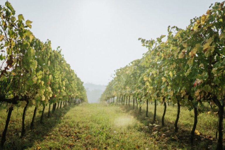 Wine tasting tour with olive oil and salami - The Itinerary: What You Can Expect