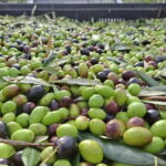 Wine Tasting with Local Food near Montepulciano - A Closer Look at the Experience