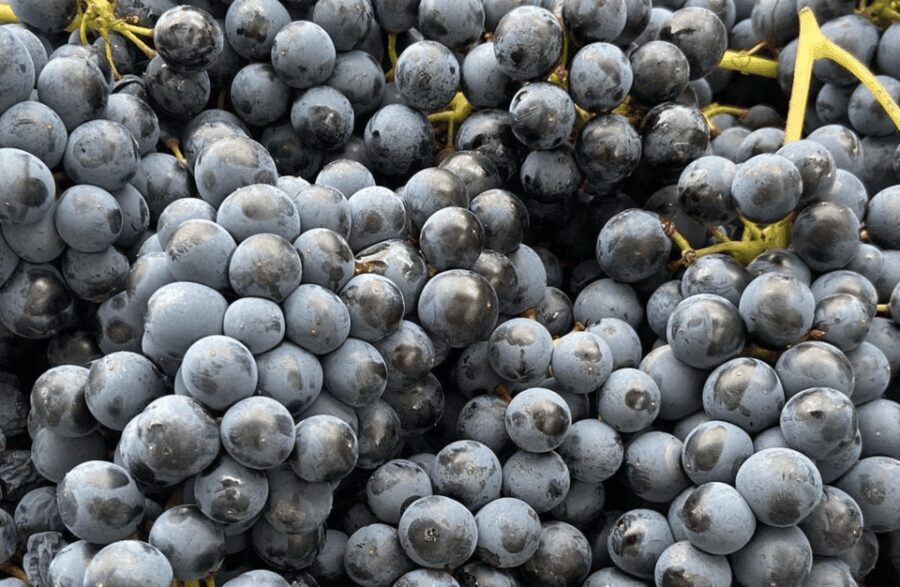 Winery Visit on Parma Hills & Wine Tasting with Food Platter - A Closer Look at the Winery Tour