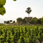 Winery Visit & Tasting near Grosseto with 6 wines - Final Thoughts