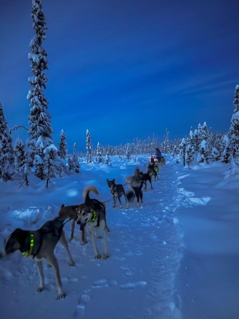 Winter Dog Sled Tour Day or Night Mush! - The Value of the Experience