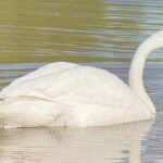 Winter Wildlife Safari: Lamar Valley | Gardiner | PRIVATE + Lunch - Who Will Love This Tour?