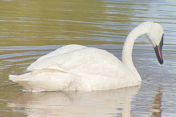 Winter Wildlife Safari: Lamar Valley | Gardiner | PRIVATE + Lunch - Who Will Love This Tour?