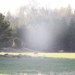 Wolf and Wildlife Tracking in Sweden - The Itinerary and What to Expect