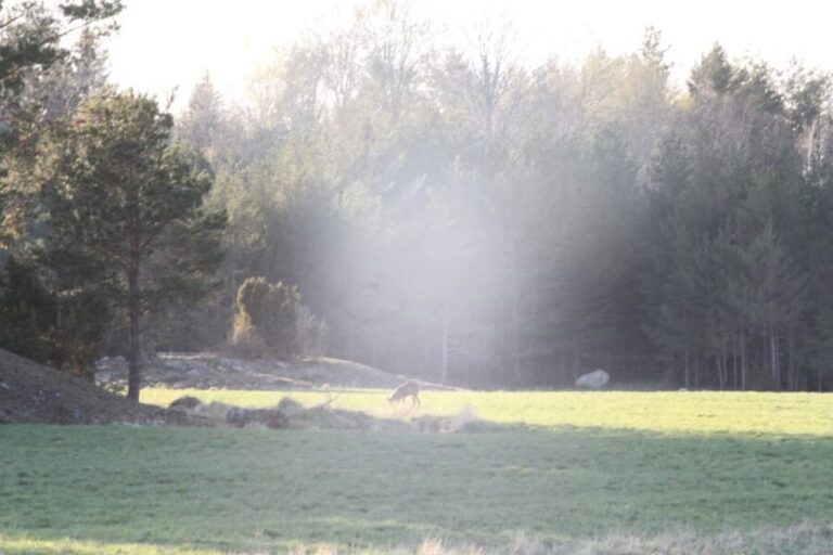 Wolf and Wildlife Tracking in Sweden - The Itinerary and What to Expect