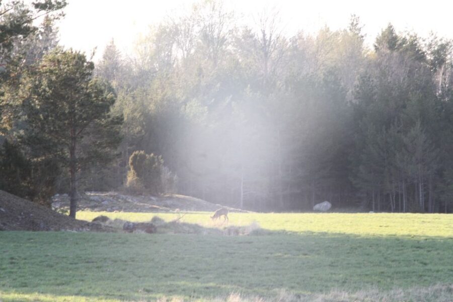 Wolf and Wildlife Tracking in Sweden - The Itinerary and What to Expect