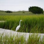 Wrightsville BirdWatching Cruise - What to Expect from the Wrightsville BirdWatching Cruise