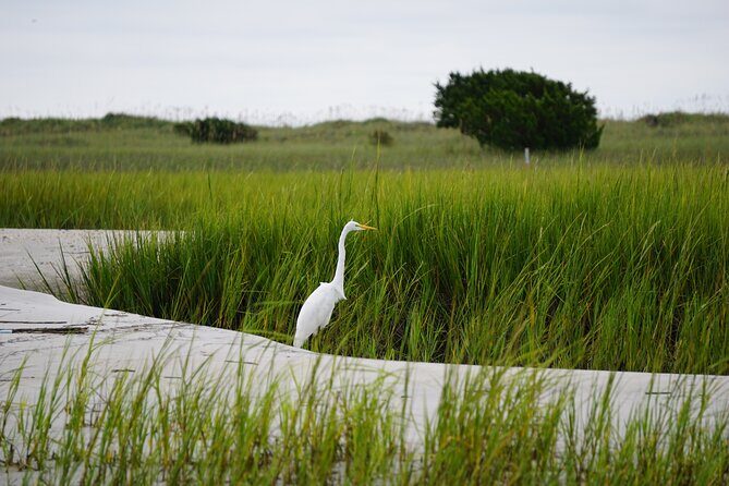 Wrightsville BirdWatching Cruise - What to Expect from the Wrightsville BirdWatching Cruise