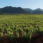 Xalo: Vineyard Tour with Wine Tasting and Snacks - A Closer Look at the Vineyard Tour Experience