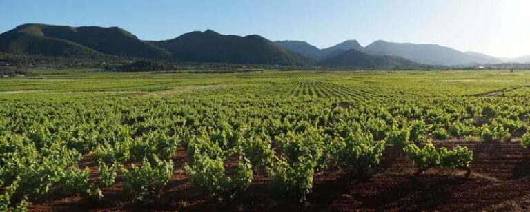 Xalo: Vineyard Tour with Wine Tasting and Snacks - A Closer Look at the Vineyard Tour Experience