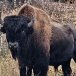 Yellowknife: Wild Bison Highway Tour - Transportation and Group Size