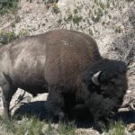 Yellowstone Bus Tour - The Itinerary: A Closer Look at Each Stop