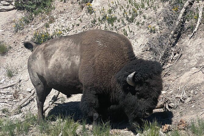 Yellowstone Bus Tour - The Itinerary: A Closer Look at Each Stop