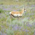 Yellowstone Hidden Gems Hiking Tour West Yellowstone - What’s Included and What’s Not