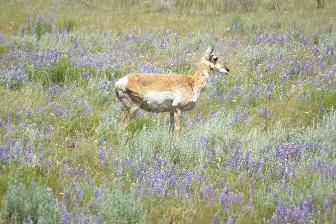 Yellowstone Hidden Gems Hiking Tour West Yellowstone - What’s Included and What’s Not
