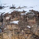 Yellowstone National Park: 3 Day Wildlife Photography Tour - The Value of the Price