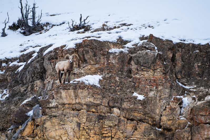 Yellowstone National Park: 3 Day Wildlife Photography Tour - The Value of the Price