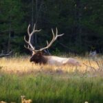 Yellowstone Private Tour Up To 14 Surprise Activity Included - Who Should Consider This Tour?