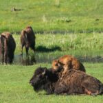 Yellowstone Wildlife Tour - Analyzing the Value and Experience