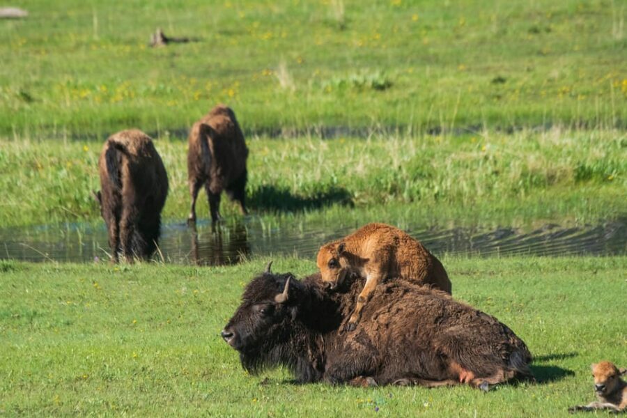 Yellowstone Wildlife Tour - Analyzing the Value and Experience