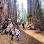 Yosemite Magic: Highlights, Sunset, and S'mores - Practical Tips for Your Yosemite Magic Experience