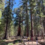 Yosemite National Park & Sequoias Private Tour from San Francisco - Long Day, Big Rewards