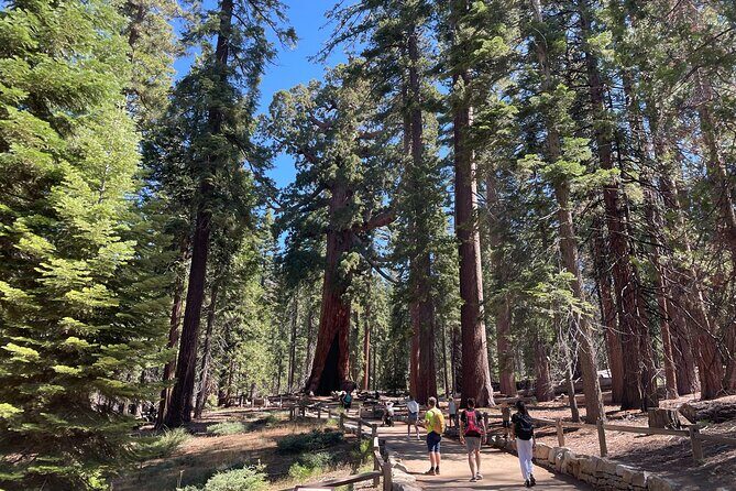 Yosemite National Park & Sequoias Private Tour from San Francisco - Long Day, Big Rewards