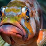 Your first introductory dive in Lanzarote with FREE photos. - FAQ