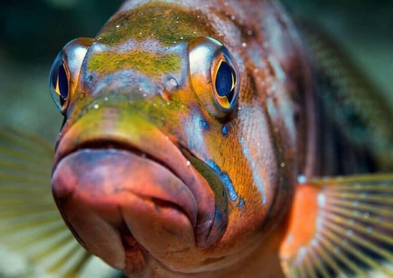 Your first introductory dive in Lanzarote with FREE photos. - FAQ