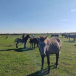 Zasavica Safari Tour - What Makes This Tour Special?