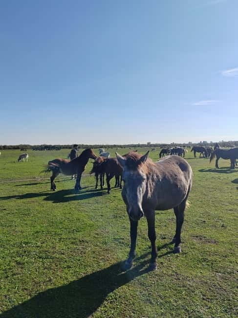 Zasavica Safari Tour - What Makes This Tour Special?