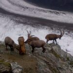 Zermatt & Mt. Gornergrat Small Group Day Trip from Bern - The Value of This Tour