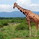 1 Day Shimba Hills starting from Diani Beach. - Who Is This Tour Best For?