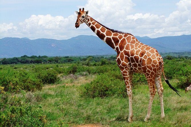 1 Day Shimba Hills starting from Diani Beach. - Who Is This Tour Best For?