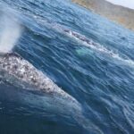 #1 Snorkel La Paz Mexico All Iconic Sites at Once private trip - Practical Tips for Booking & Participation